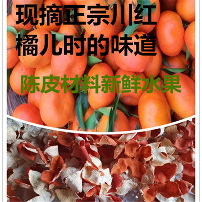正宗四川红橘大红袍柑子陈老师推荐 80年古老树红 橘红桔皮大红袍
