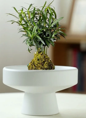巴西木花盆苔藓球无孔菖蒲水培剑山盆景绿植陶瓷米竹花瓣