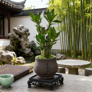 招财富贵竹盆栽室内客厅办公室桌面四季常青节节高文昌竹花卉绿植