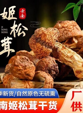 云南姬松茸黄色巴西菇炖汤煲汤口感好营养滋补肉厚香甜