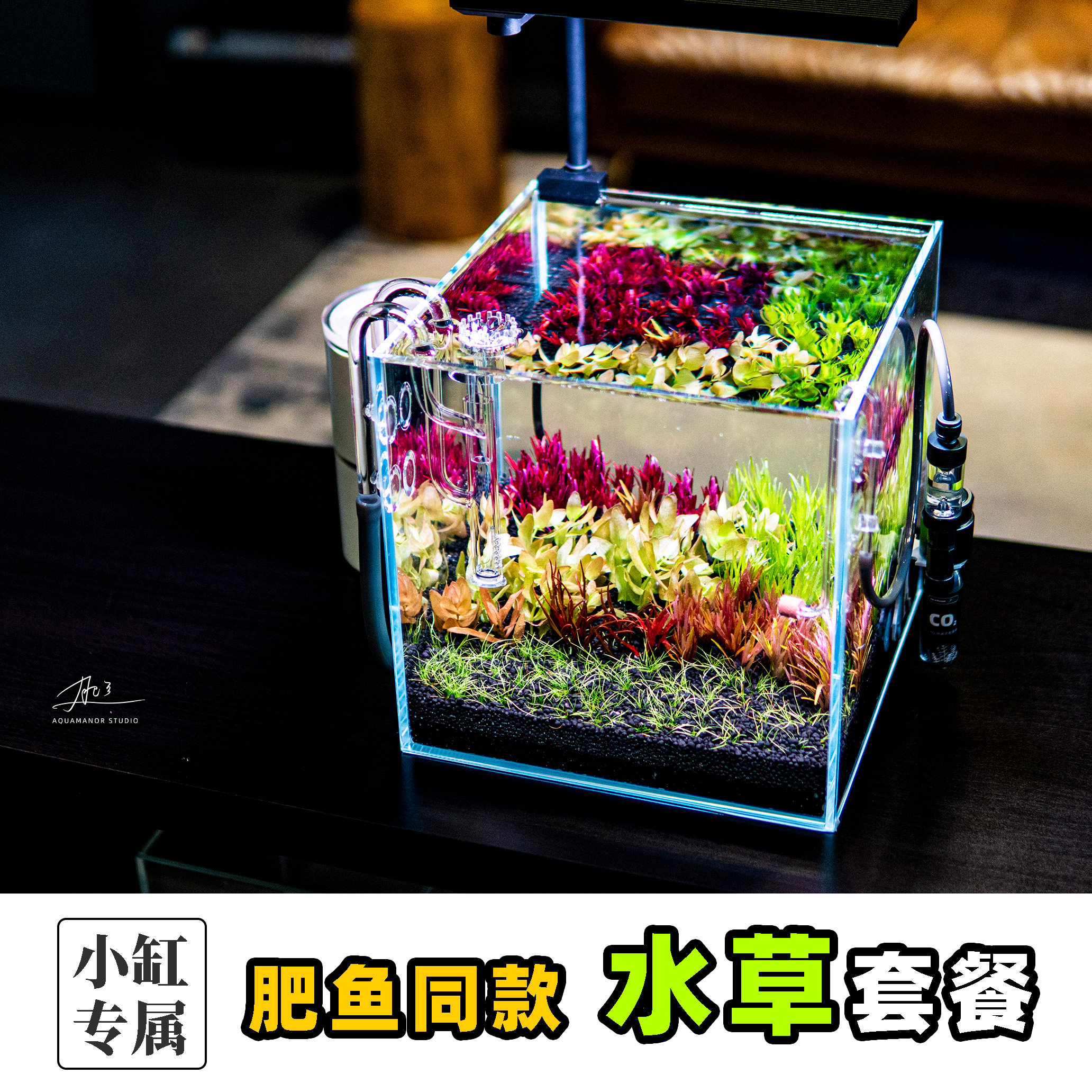 【肥鱼造景 同款水草】高品质无菌杯省心链接到手即开缸全程指导