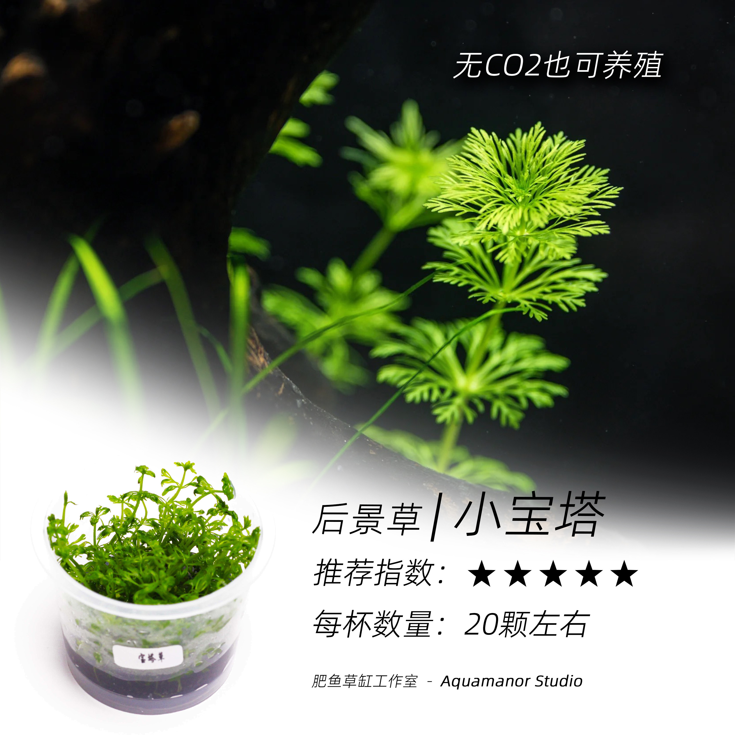 小宝塔无菌杯水中菊花好养耐活净水无需CO2无藻无螺成景快长的好