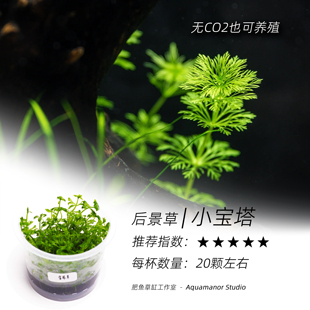 小宝塔无菌杯水中菊花好养耐活净水无需CO2无藻无螺成景快长的好