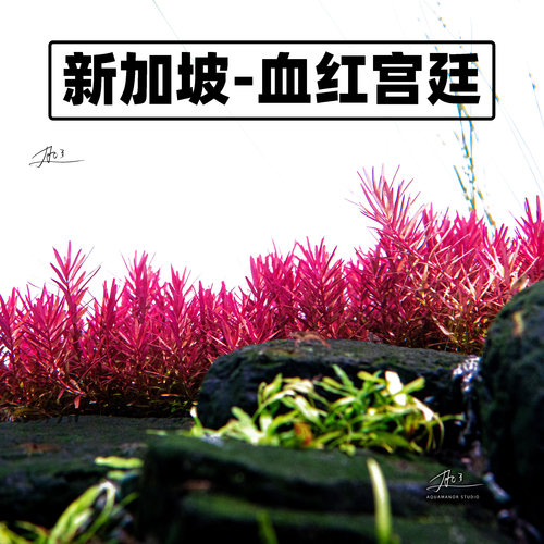 新加坡血红宫廷 尼特利血红宫廷云端宫廷稻穗宫廷无菌杯鱼缸植物
