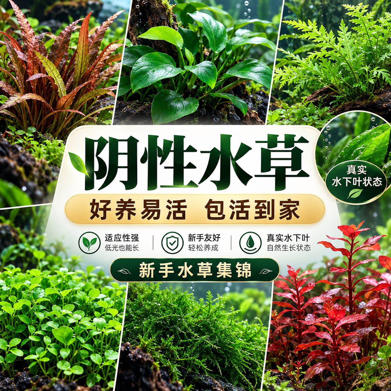 小水兰阴性水草懒人水草鱼缸装饰活体莫斯水草铁皇冠蓝精灵辣椒榕