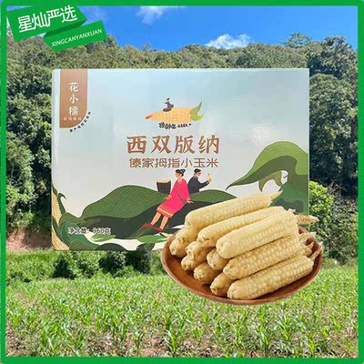 花小糯常温版纳香糯拇指小玉米