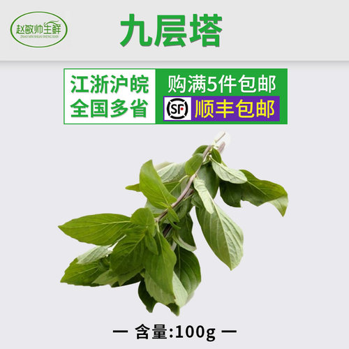 新鲜蔬菜 九层塔 紫梗金不换 100g 中西餐香料