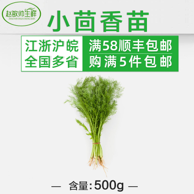 新鲜蔬菜茴香叶带根苗500g