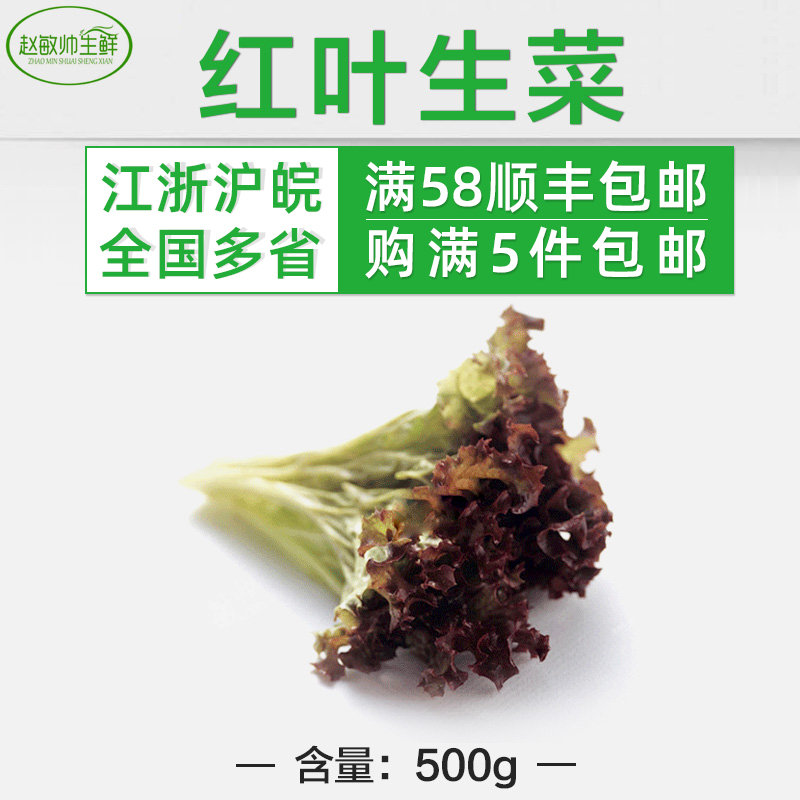 红叶生菜 500g 5份包免邮新鲜蔬菜沙拉菜色拉罗莎红紫叶莴苣