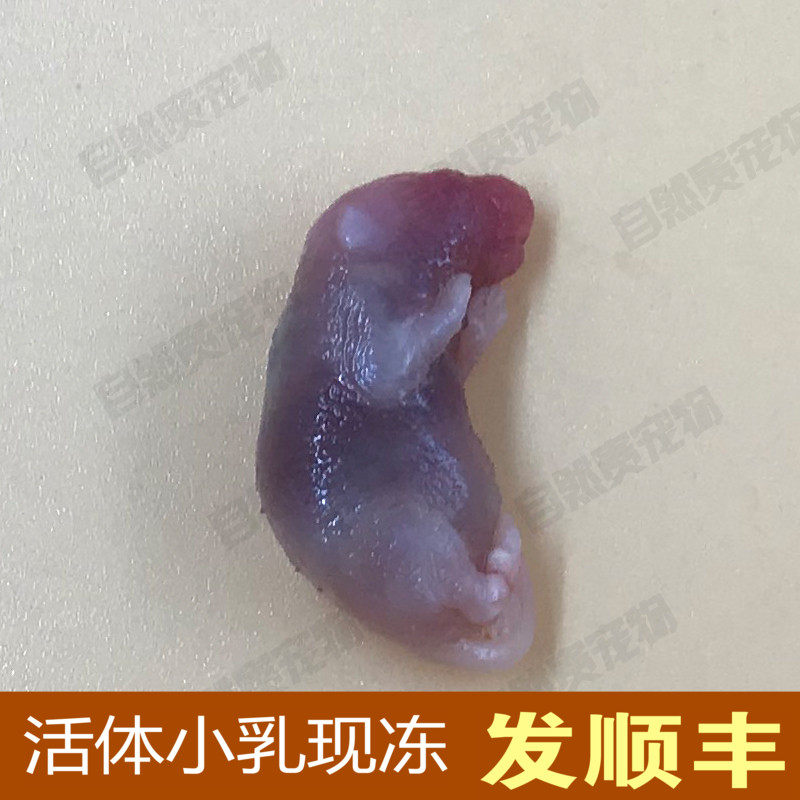 小白鼠冰冻乳红皮冻鼠宠物活体饲料小老鼠崽冰冻幼崽速冻小乳鼠
