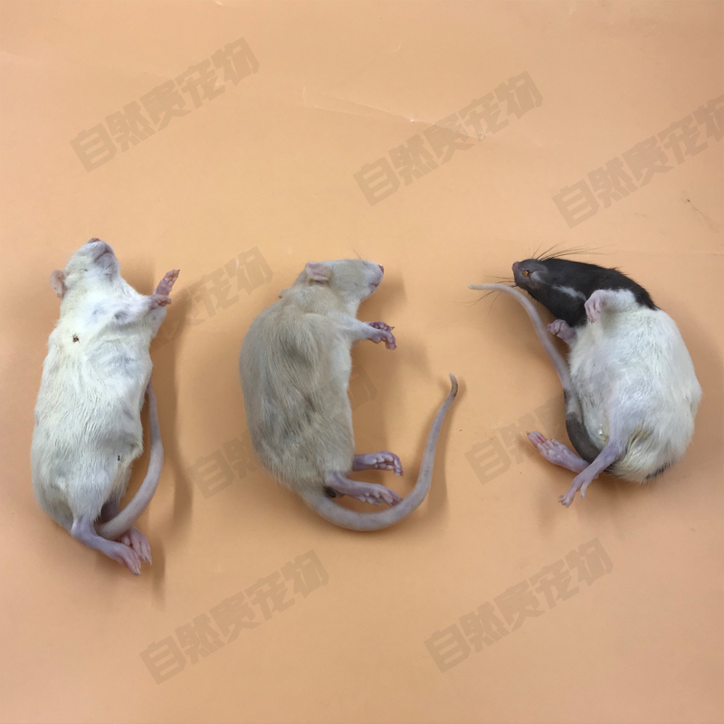大白鼠成体亚成冰冻50-500克宠物蛇饲料现冻大黑鼠白色花枝鼠随机