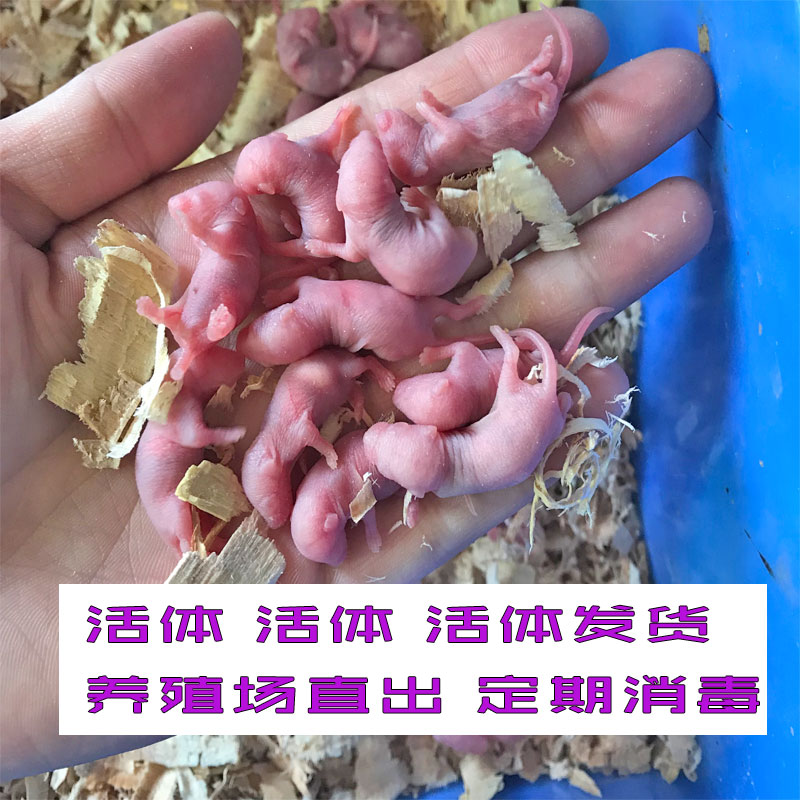 小白鼠红皮乳鼠老鼠活体幼崽冰冻