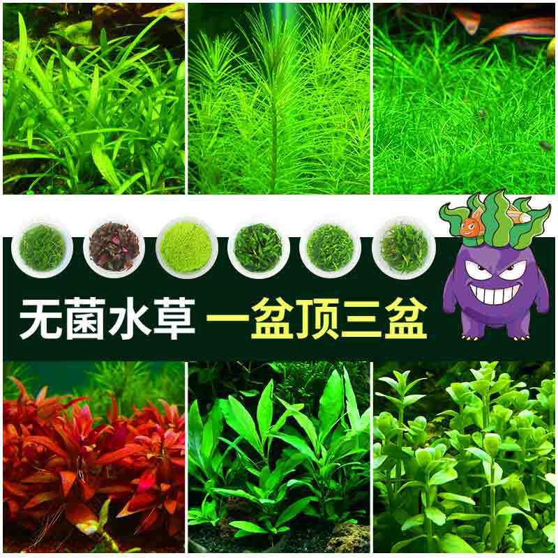 无菌杯鱼缸水草植物造景真草莫斯阴性草缸矮珍珠牛毛水榕懒人套餐