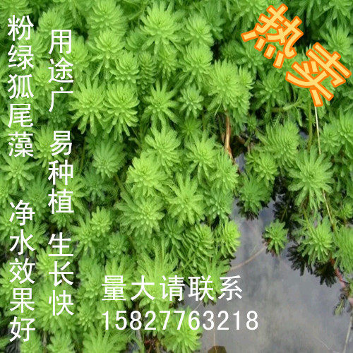 粉绿狐尾藻活体漂浮种净化水质