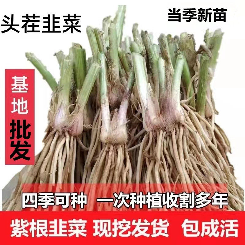 盆栽庭园四季韭菜苗批发