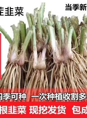 四季蔬菜苗新韭菜根现挖小宽叶本地盆栽韮菜头阳台绿色无公害韭菜