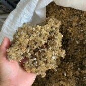 福建野生六鳌海石花自制果冻石花膏原料漳州四果汤小石花草