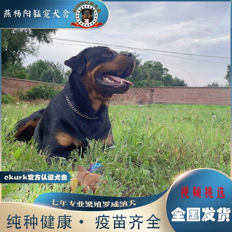 纯种德系罗威纳犬家养宠物狗狗活体赛级护卫犬护卫犬中大型犬双血