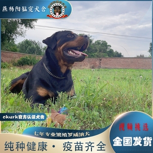 纯种德系罗威纳犬家养宠物狗狗活体赛级护卫犬护卫犬中大型犬双血