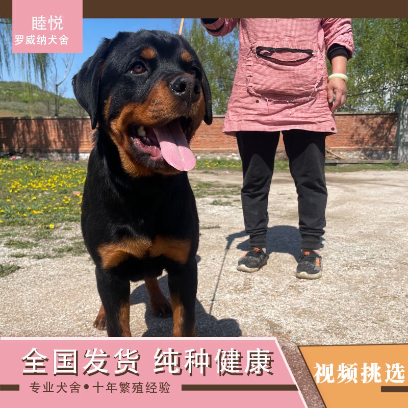 纯种德系罗威纳犬防暴犬巨型犬宠物活体幼犬中大型犬双血赛级纯种