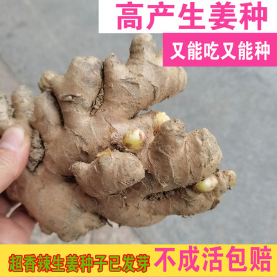 农家种植小黄姜新鲜食用姜种姜芽