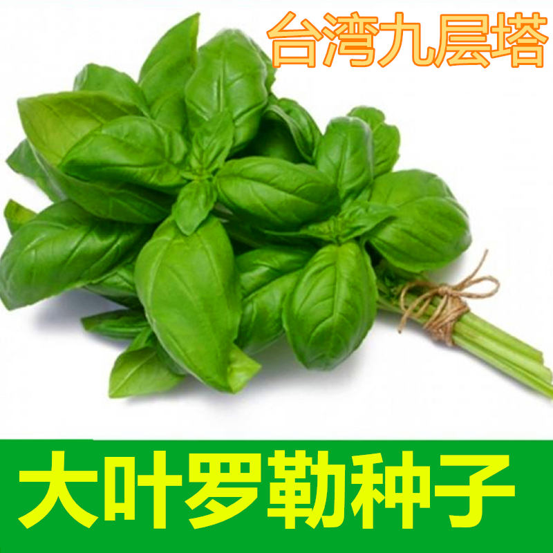 大叶罗勒种子台湾九层塔种籽特色野菜香草种子金不换四季蔬菜种子