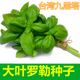 大叶罗勒种子台湾九层塔种籽特色野菜香草种子金不换四季 蔬菜种子