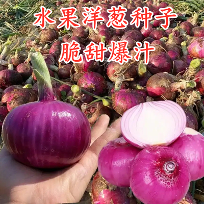 特大超甜水果洋葱种子四季高产