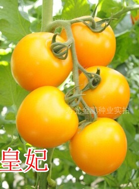 黄色番茄种子特色大黄西红柿种籽种苗沙瓤口感好硬度高包邮皇妃