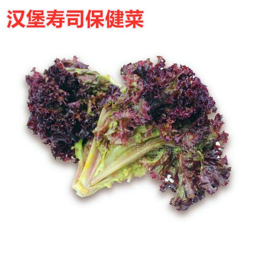 汉堡寿司保健菜种子特色紫叶生菜种籽蔬菜庭院阳台四季高产包邮