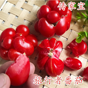 传家宝番茄种子旅行者可留种老品种西红柿种籽阳台盆栽圣女果种苗