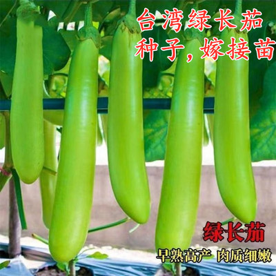 绿色青色长茄种子嫁接苗子