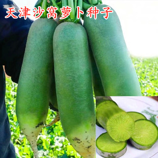 天津沙窝水果萝卜种子凤梨萝卜潍县青萝卜罗卜种籽大全高产包邮