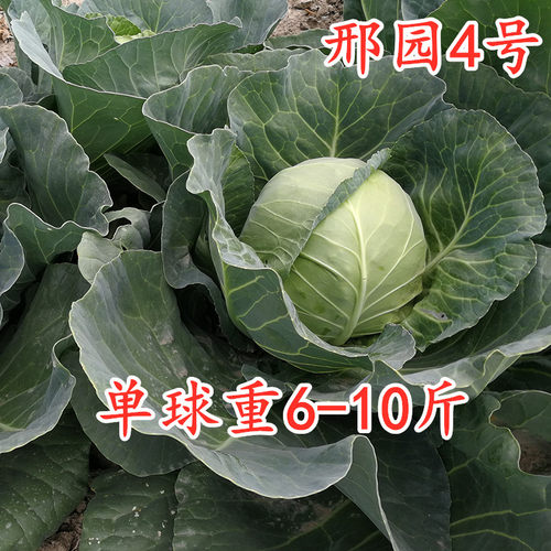 越冬高产大球形甘蓝种子