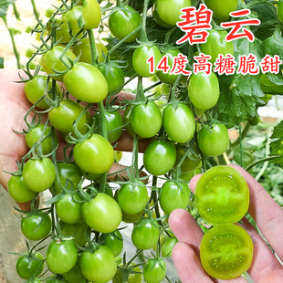 高糖绿色小番茄种子碧玉青甜2号小绿圣女果西红柿种籽四季碧云