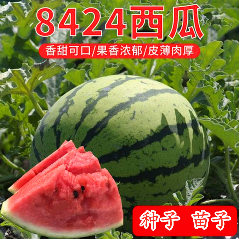 西瓜种子口感好早佳8424高产