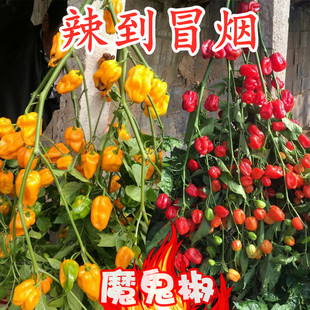 印度魔鬼椒种子红黄辣椒种籽特辣四季蔬菜黄灯笼辣椒麻辣种籽种