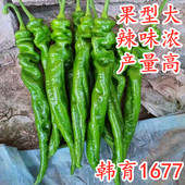 螺丝椒种子大果型陇椒种籽辣椒苗羊角尖椒薄皮辣味浓高产韩育1677