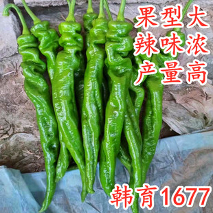 螺丝椒种子大果型陇椒种籽辣椒苗羊角尖椒薄皮辣味浓高产韩育1677