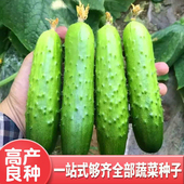 包邮 旱黄瓜种子嫁接黄瓜苗胶东水果黄瓜种籽秋黄瓜四季 高产蔬菜