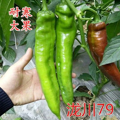 大果高产薄皮包邮泷川辣椒种子