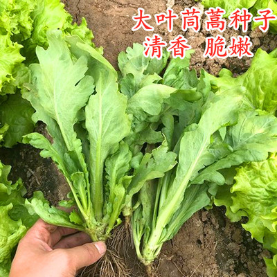 大叶茼蒿皇帝菜四季蔬菜种子