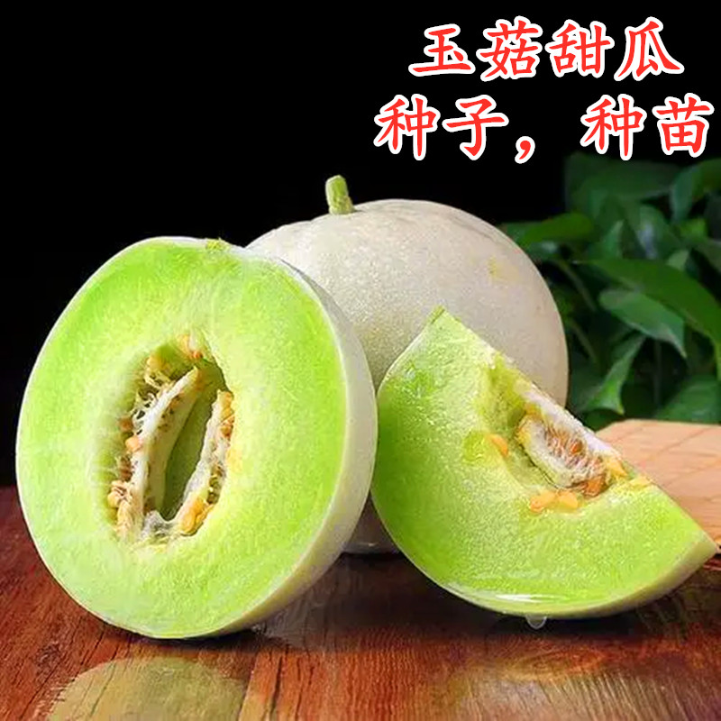 正圆玉菇甜瓜香瓜种子