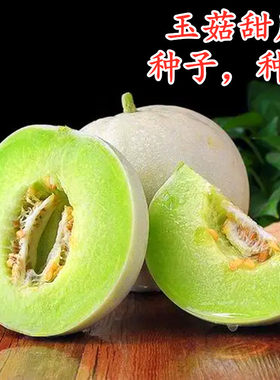 正圆玉菇甜瓜香瓜种子