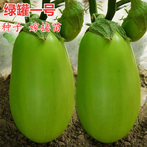 绿罐茄子种子牛心茄绿茄绿色灯泡茄绿牛蛋茄子嫁接茄子苗绿罐一号