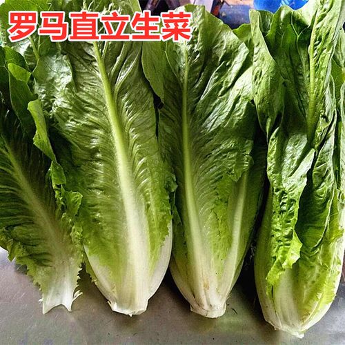 罗马直立生菜种子沙拉生菜种籽速生大叶生菜四季庭院样条高产包邮