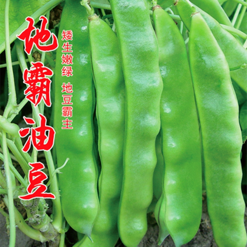 地霸矮生将军东北抗病包邮油豆