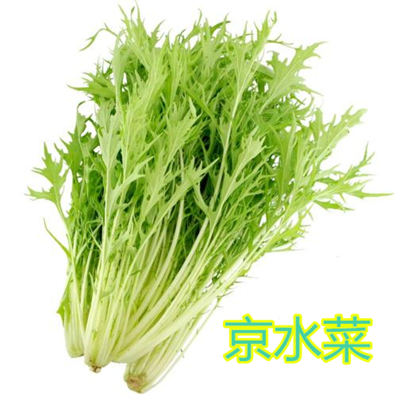 京水菜种子水晶菜芥菜种籽特色野菜叶菜四季蔬菜种子阳台庭院包邮
