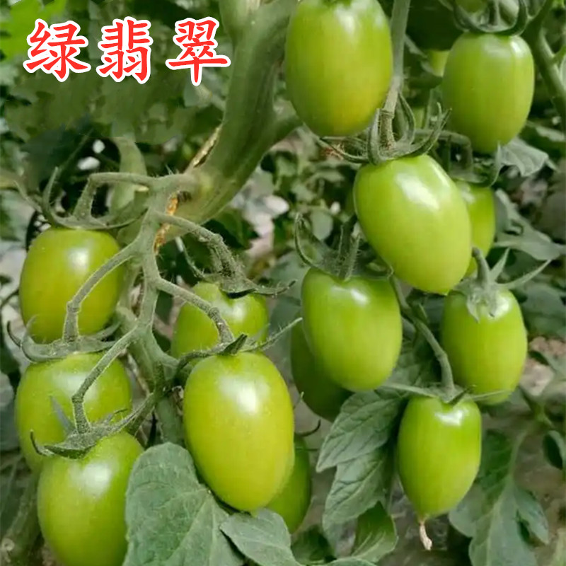 特色绿色小番茄圣女果种子