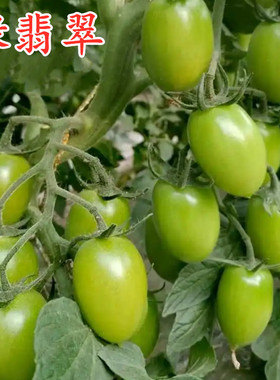 绿色樱桃番茄种子小圣女果种籽贼不偷特色稀有绿色蔬菜种子绿翡翠